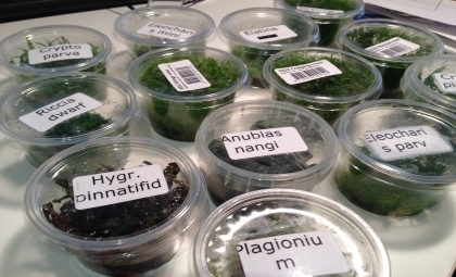 05-12-2015 Diverse In Vitro planten toegevoegd